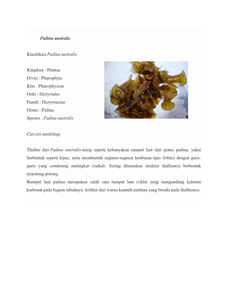 manfaat padina sp